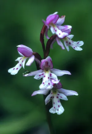 Round-Leaf Orchid - <i>Amerorchis rotundifolia</i>